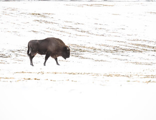 european bison walking on snow covered field
