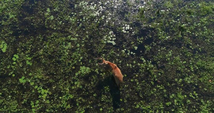Marsh Deer (Blastocerus dichotomus) feeding in swamp wetland, aerial view wildlife scene