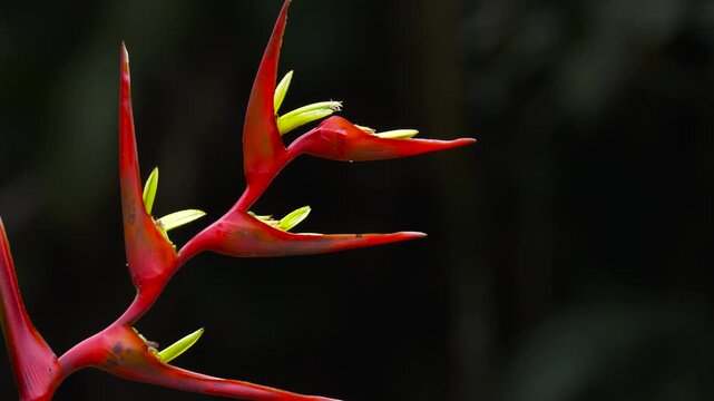 Two Brazilian Ruby Hummingbirds Drinking Nectar from Heliconia Flower in Tropical Rainforest