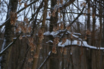 Snow covered branches  with dry ash seeds in the winter forest in snowfall