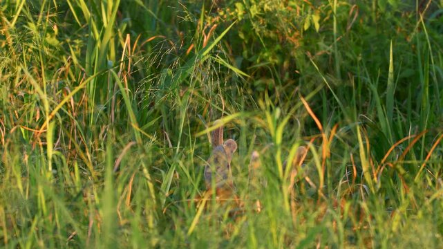 Marsh Deer (Blastocerus dichotomus) feeding in wetland swamp at golden hour, South American wildlife