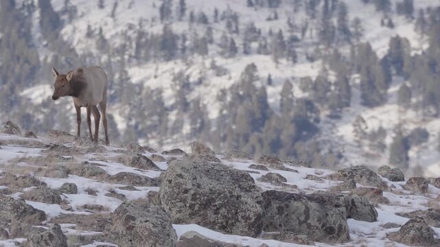 Lone small cow elk 