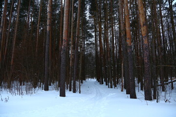 Fototapeta premium High beautiful pine trees in the cold winter forest in white snow under day blue sky