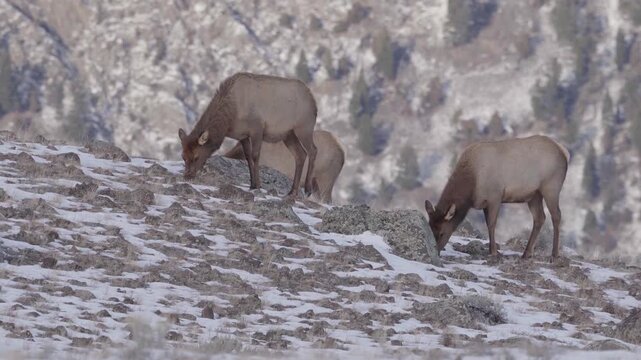 Cow elk feeding snowy ground