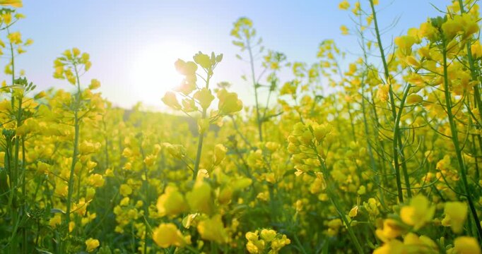 A Field of Glorious Yellow Flowers
