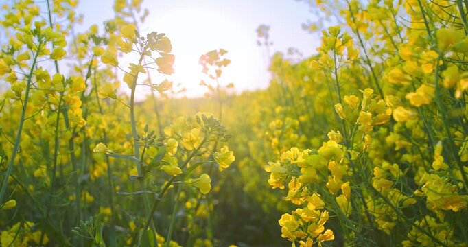 A Serene View of Yellow Canola Flower Field