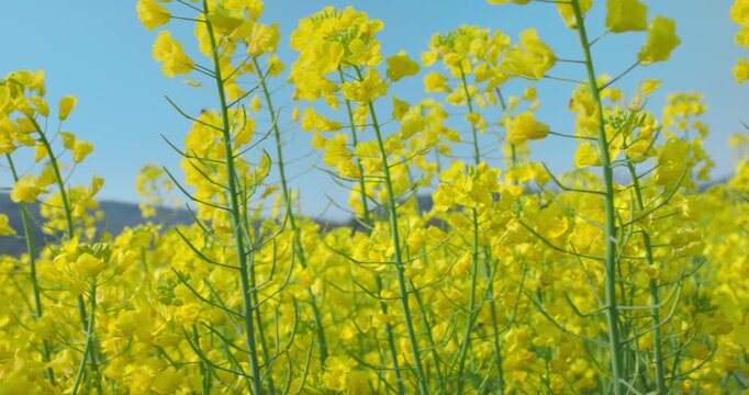 A Field of Glorious Yellow Flowers