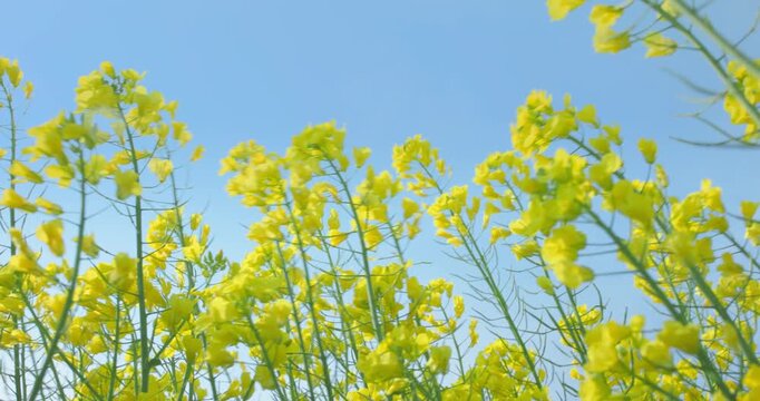 Yellow Flower Field in the Sunshine