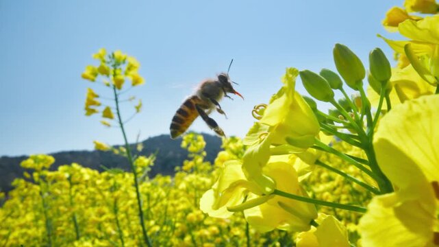 A Bee Flying Amongst Bright Yellow Flowers