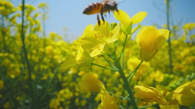 Macro Magic Pollination in the Canola Fields.