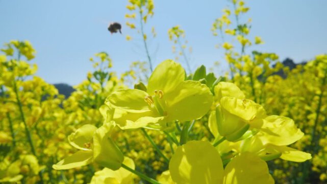 A Busy Bee on a Lush Yellow Flower