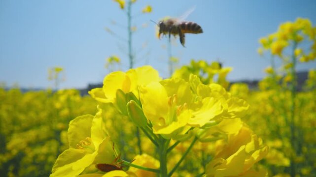 Macro Magic Pollination in the Canola Fields.