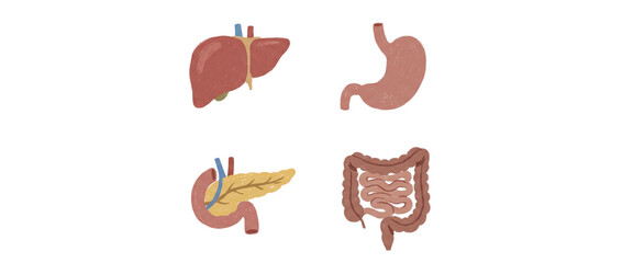 Obraz premium Hand drawn human digestive system organs set with liver stomach pancreas and intestines on a transparent background