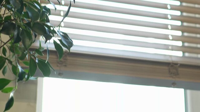 automatic lowering and raising of wooden bamboo blinds on the remote control. large wide wooden blinds. professional window shading salon, servo drive, elite technologies, remote control