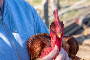 Naked Neck Rooster Held in Human Hand Close Up Farm Portrait