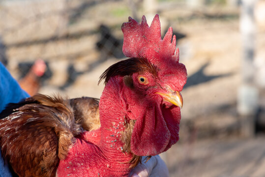 Naked Neck Rooster Held in Human Hand Close Up Farm Portrait
