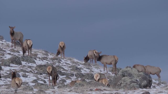Herd on elk feeding on hillside 