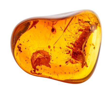 Amber Fossil with Preserved Insect - A Glimpse into Prehistoric Life.