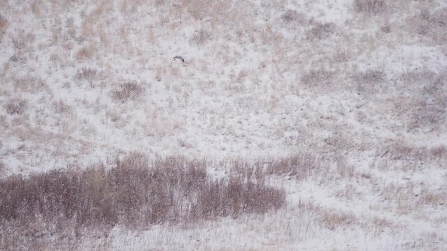 Hawk flying over snowy landscape