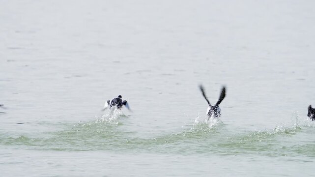 Flock of common goldeneye ducks flying in slow motion on Utah Lake.