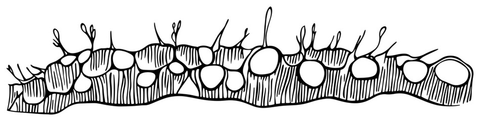 Abstract cross section illustration of fungal spores or microbial growth on a textured surface © Kaz