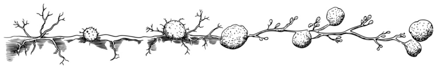Hand drawn decorative branch with round organic shapes and spore like structures © Kaz