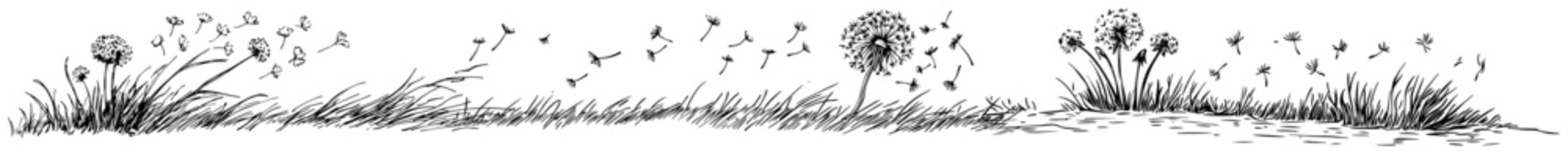Fototapeta premium Hand drawn sketch of dandelion flowers with seeds scattering in the wind over tall grass