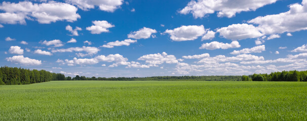 Naklejka premium Large field of grass with clear blue sky above. sky is dotted with clouds, giving the scene peaceful and serene atmosphere