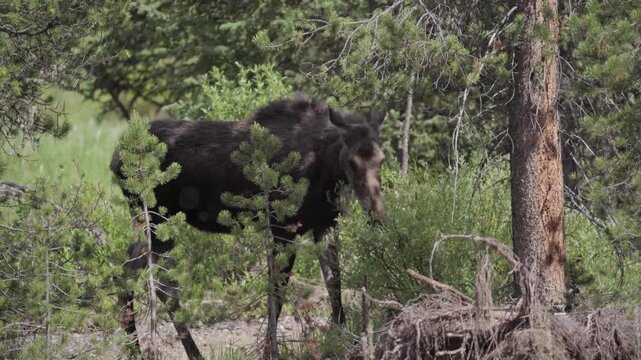 Young moose feeding