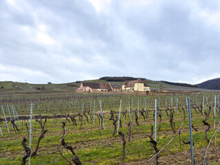 Fototapeta premium Expansive Vineyard Landscape with Farmhouse