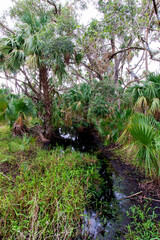 Kilpatrick Hammock, Kissimmee Prairie Preserve State Park, Florida