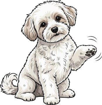 Zuchon dog raising paw cute handshake vector illustration