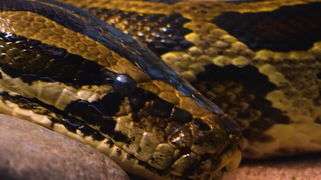Close up of a Boa constrictor or, python snake head slowly crawling by on a rock on a cloudy day
