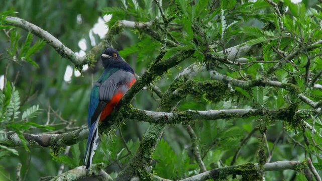 Surucua Trogon (Trogon surrucura) perched on mossy branch in forest, close up wildlife photography