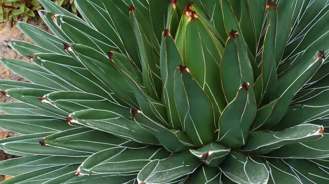 Close up of cactus plant with a pan around it like an inception mode on a sunny day in spring