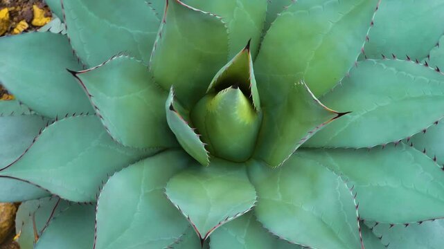 Close up of cactus agave plant with a pan around it like an inception mode on a sunny day in spring
