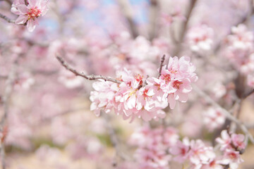 Obraz premium Blooming pink almond flowers with bee in soft sunlight, natural spring pollination background wallpaper