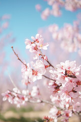 Obraz premium Blooming pink almond tree branches against blue sky, soft spring floral background wallpaper