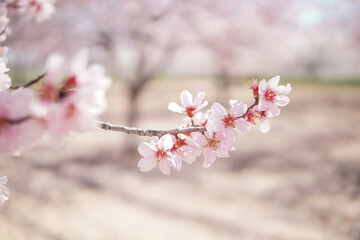 Obraz premium Blooming pink almond flowers with bee in soft sunlight, natural spring pollination background wallpaper