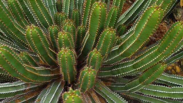 Close up of cactus plant with a pan around it like an inception mode on a sunny day in spring