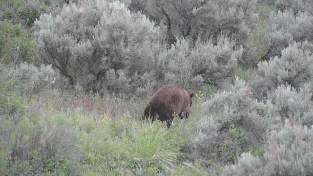 Black bear walking away slow motion 