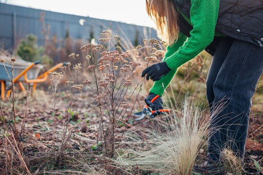 Cleaning flower beds pruning yarrow stems. Woman gardener cutting back dry perennials and ornamental grasses in spring garden. 