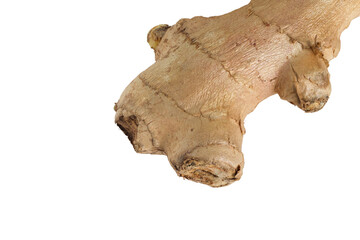 Fresh ginger root spice with transparent background