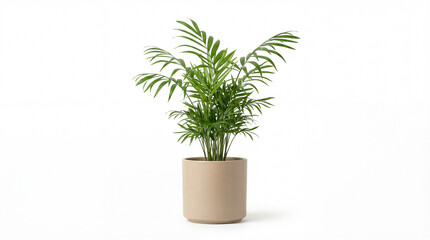 Obraz premium Indoor Palm Oasis: A vibrant, healthy palm tree flourishes in a stylish pot. Evoking a sense of tranquility, this image captures the essence of indoor greenery and home decor.
