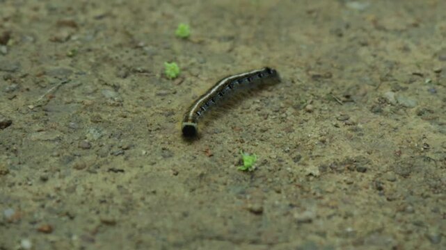 Looks like an eastern tent caterpillar crawling on a trail 