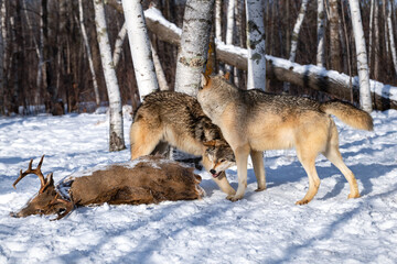 Obraz premium Grey Wolf (Canis lupus) Snarls When Packmate Puts Head on Shoulders Near Deer Carcass Winter
