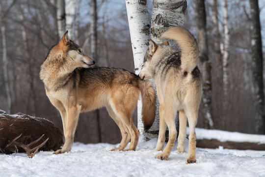 Grey Wolf (Canis lupus) Sniffs at Tail of Packmate Winter