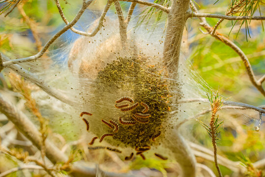 Pine processionary caterpillars in web nest on tree branch