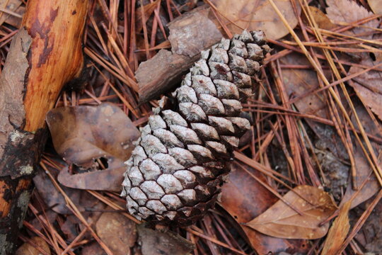 Fallen pinecone on the forest floor with leaves and pine needles on a cloudy spring day in South Carolina