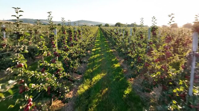 Rows of apple trees in a vibrant orchard at sunset